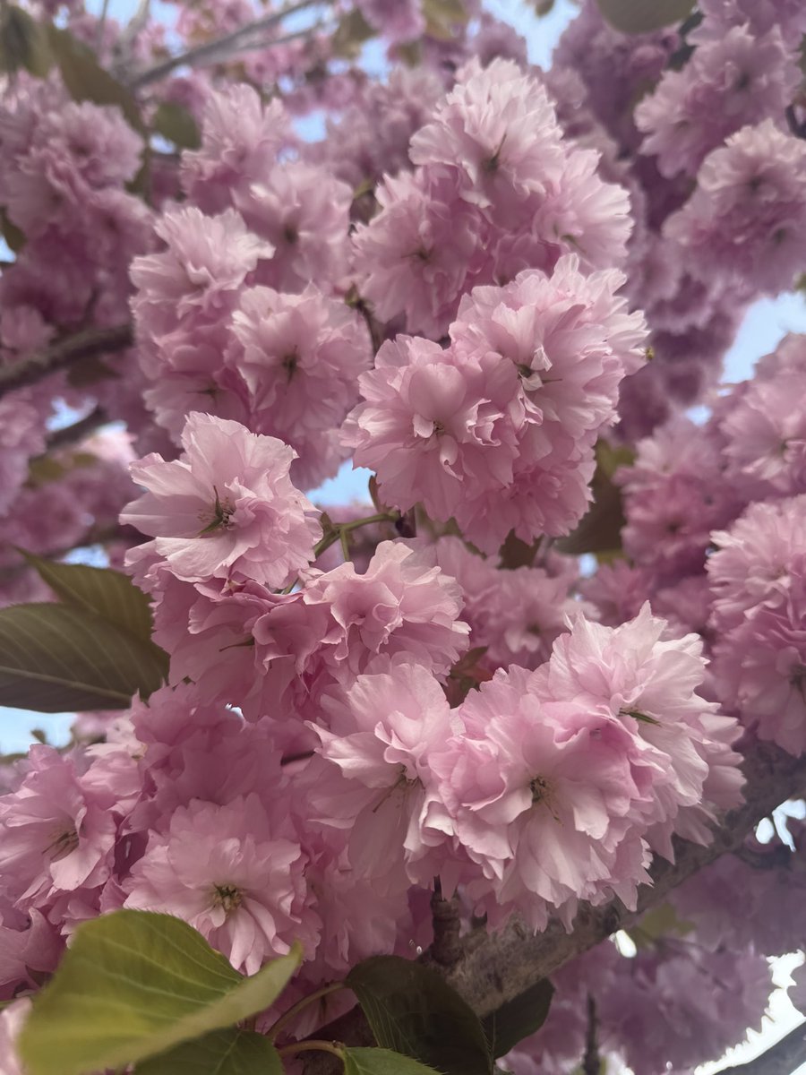 Mr_John_Harvey_'s tweet image. Well - after the 🎢 that was the #AVFC game today - it was so good to go #SundayStrollin through #Exeter’s #RiversideValleyPark and enjoy the glorious Spring Blossom 🌸 😍
#LoveExeter 
instagram.com/p/DXUs4IVDGu5/…