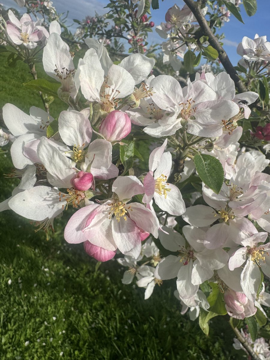 Mr_John_Harvey_'s tweet image. Well - after the 🎢 that was the #AVFC game today - it was so good to go #SundayStrollin through #Exeter’s #RiversideValleyPark and enjoy the glorious Spring Blossom 🌸 😍
#LoveExeter 
instagram.com/p/DXUs4IVDGu5/…