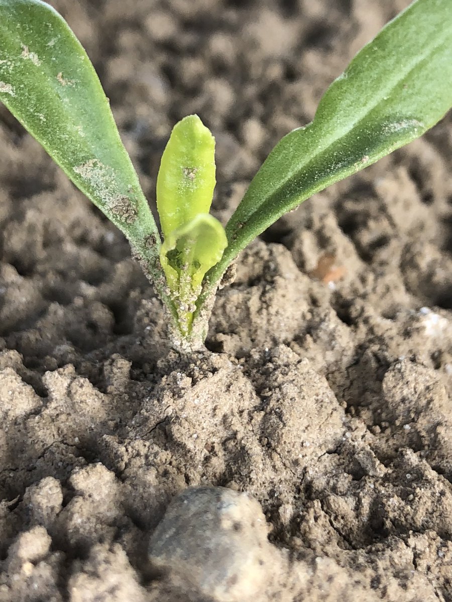 Alexis HACHE tweet media