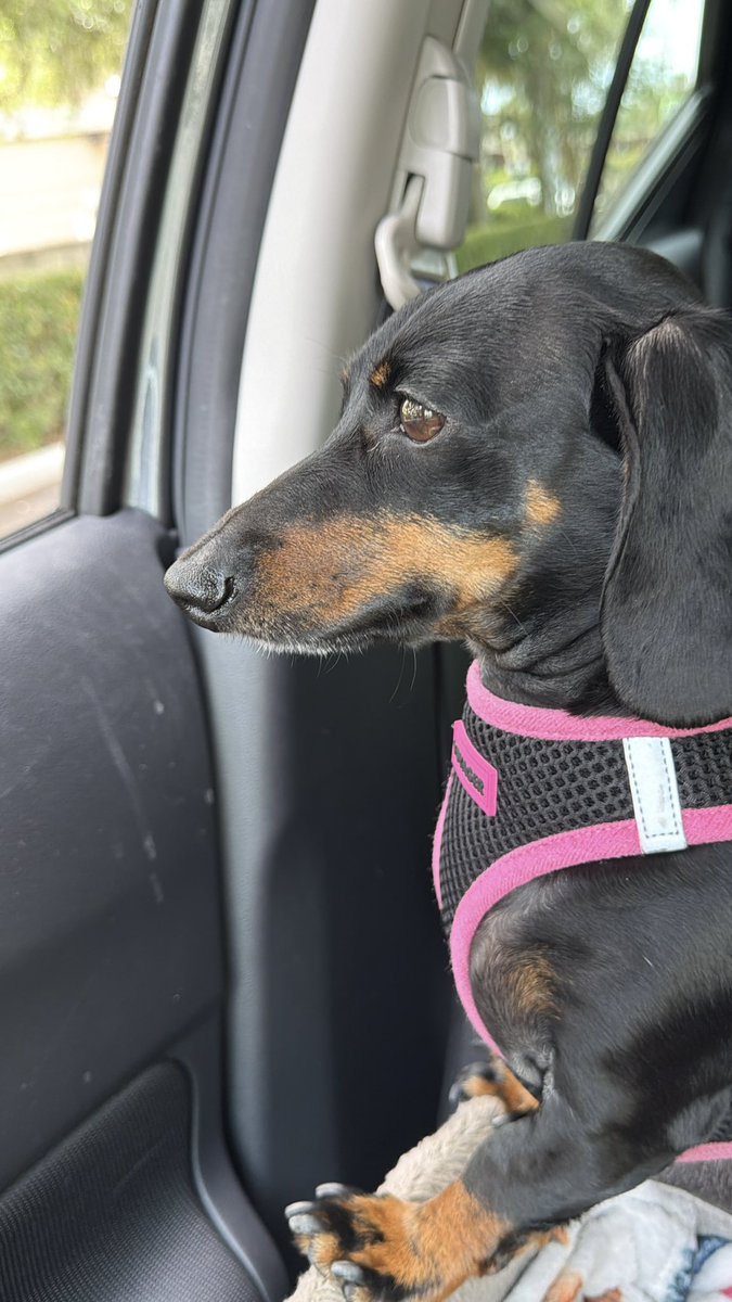 DeannaW1012's tweet image. She takes her car rides seriously 😂

#dachshunds #dachshund #Florida #pets