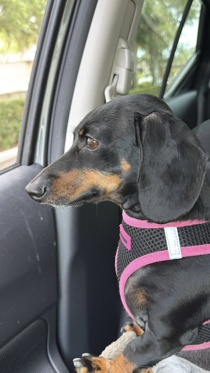 DeannaW1012's tweet image. She takes her car rides seriously 😂

#dachshunds #dachshund #Florida #pets