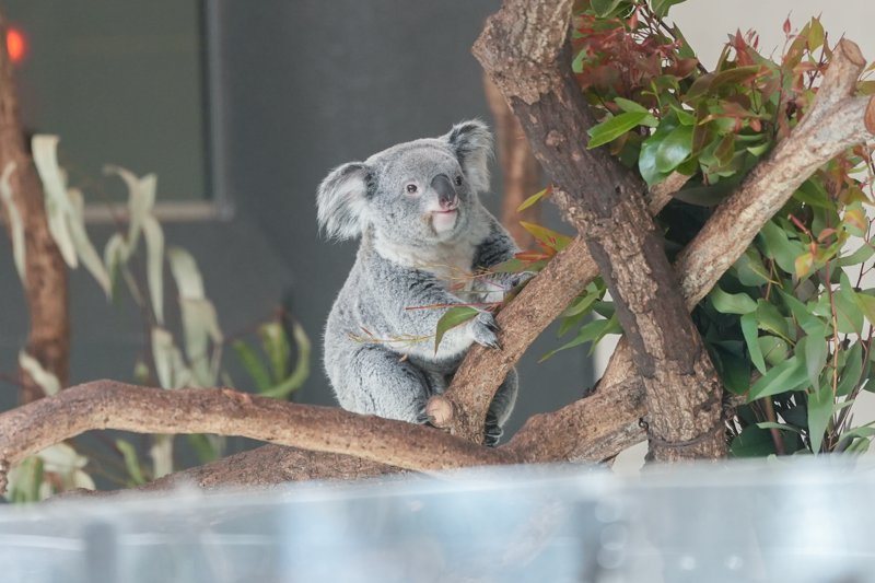 ContextKoalasJP's tweet image. #koala