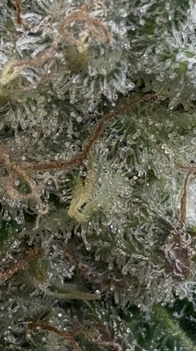 sunsetcannapies's tweet photo. Purple kush stacking up trichomes like crazy. https://t.co/kqlKn9vzPU