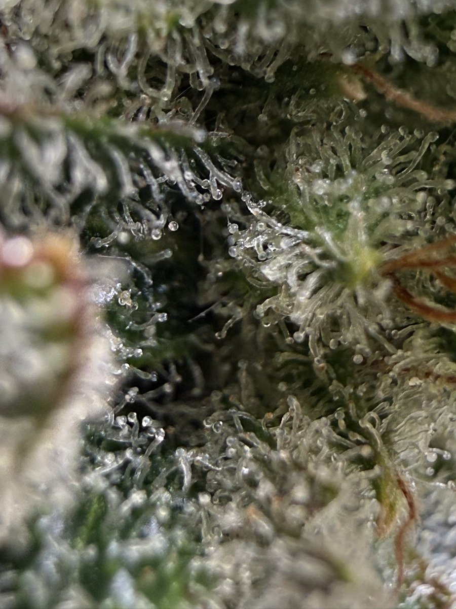 sunsetcannapies's tweet photo. Purple kush stacking up trichomes like crazy. https://t.co/kqlKn9vzPU