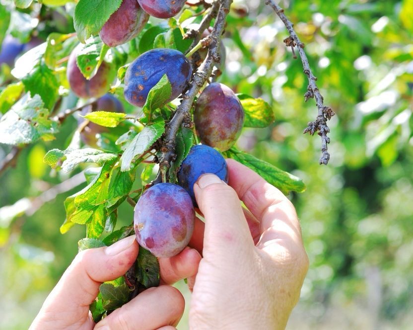 VegPlotter.com tweet media