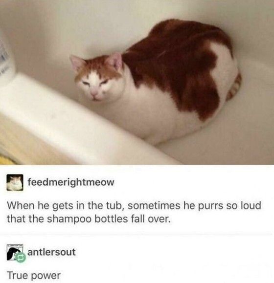 Tweets Of Cats tweet media