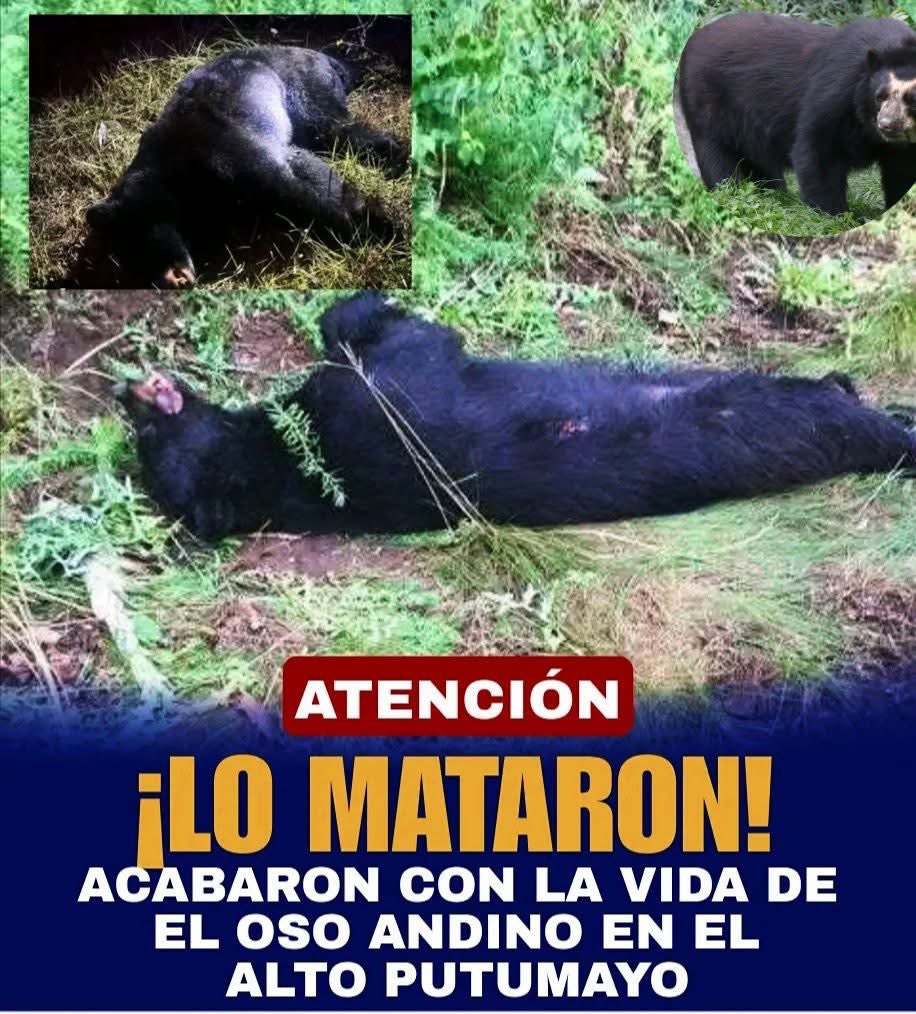 Por este no hay plan, ni comité de defensa de la vida del oso, ni debate en los Danieles, ni comparaciones con bambi, ni multimillonarios de la India queriendo solucionar estos problemas, ni ruido… solo un silencio ensordecedor que muestra lo que nos importa nuestra fauna nativa