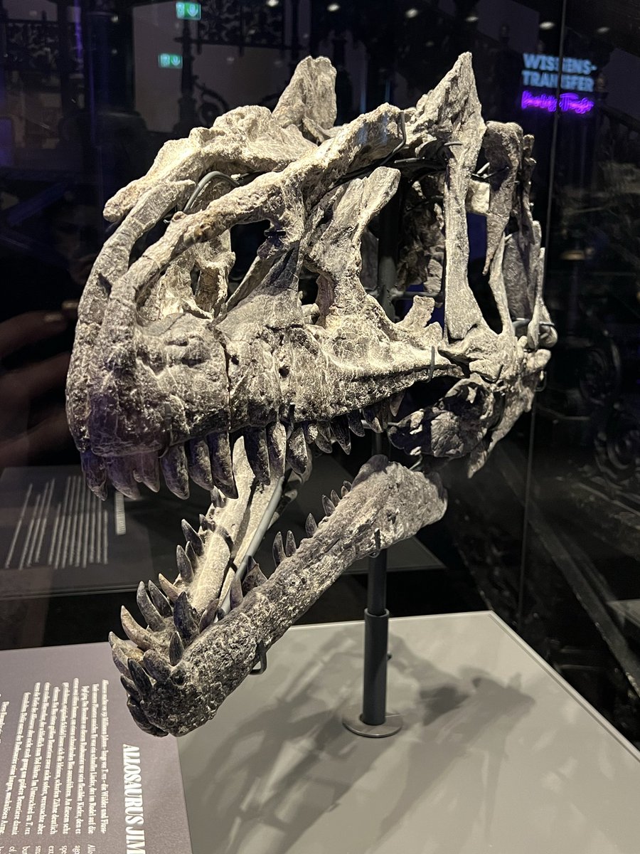 mud_dauber's tweet photo. Alın size gerçek dinozor kafatası (Allosaurus Jimmadseni) https://t.co/Gcsda0lLbb