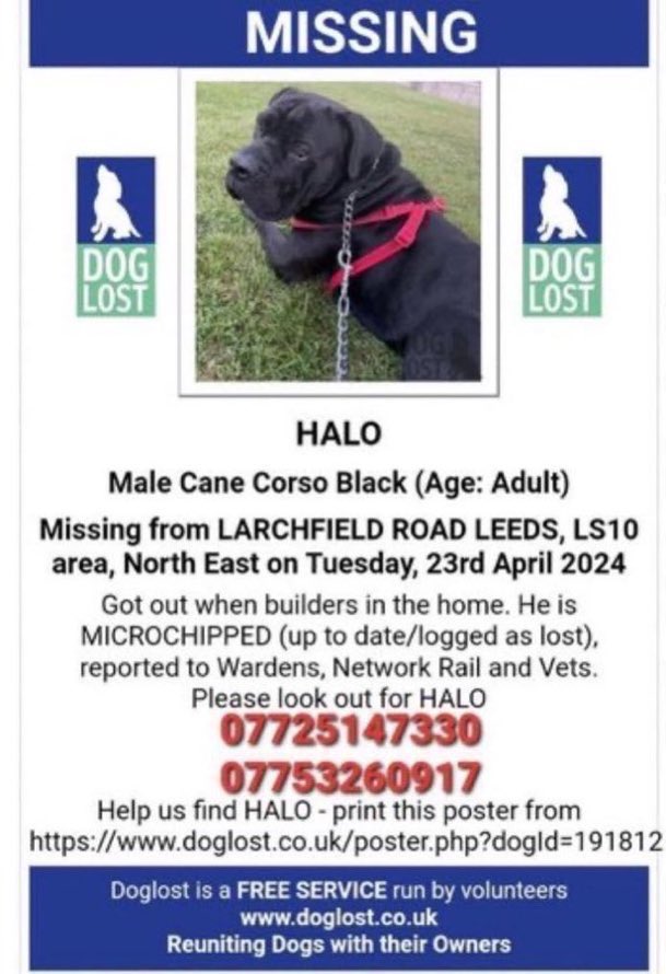 LisaClareRead2's tweet image. Have you seen Halo?
He was deliberately stolen from Larchfield Road Ind. Estate, #Leeds  LS10 on Tuesday 23rd April 2024
He’s a black #CaneCorso and is chipped. 
Please share and make him 
 #toohottohandle !!
⬇️⬇️

doglost.co.uk/dog/191812

#StolenDogHour #missingdog #NorthEast