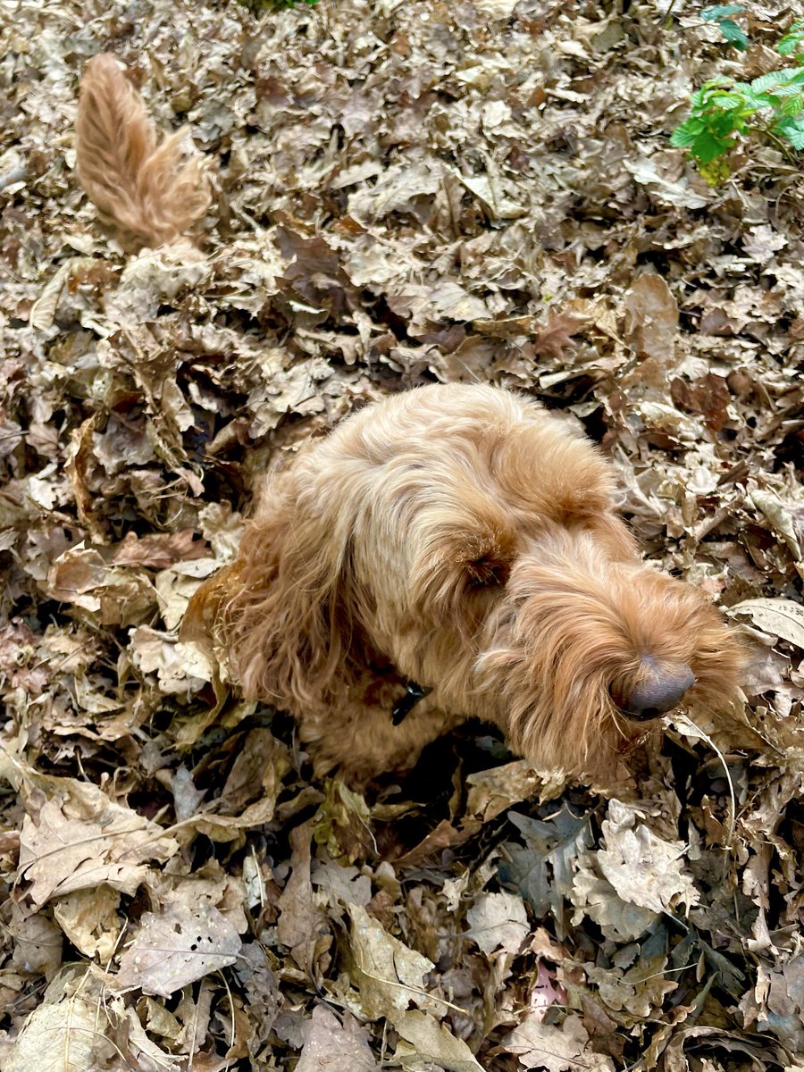 BrendivaCP's tweet image. #dog #magic Its like magic! I has been cutted in half!