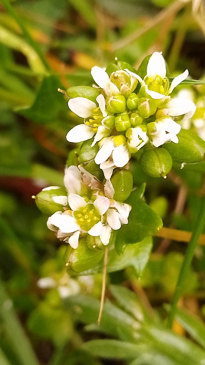 s4r4h_l's tweet photo. #Wildflowerhour #CabbageFamily with scurvygrass in #StAnnes yesterday, such attractive flowers. @wildflower_hour @BSBIbotany #Lancashire https://t.co/UP8mglI3KN