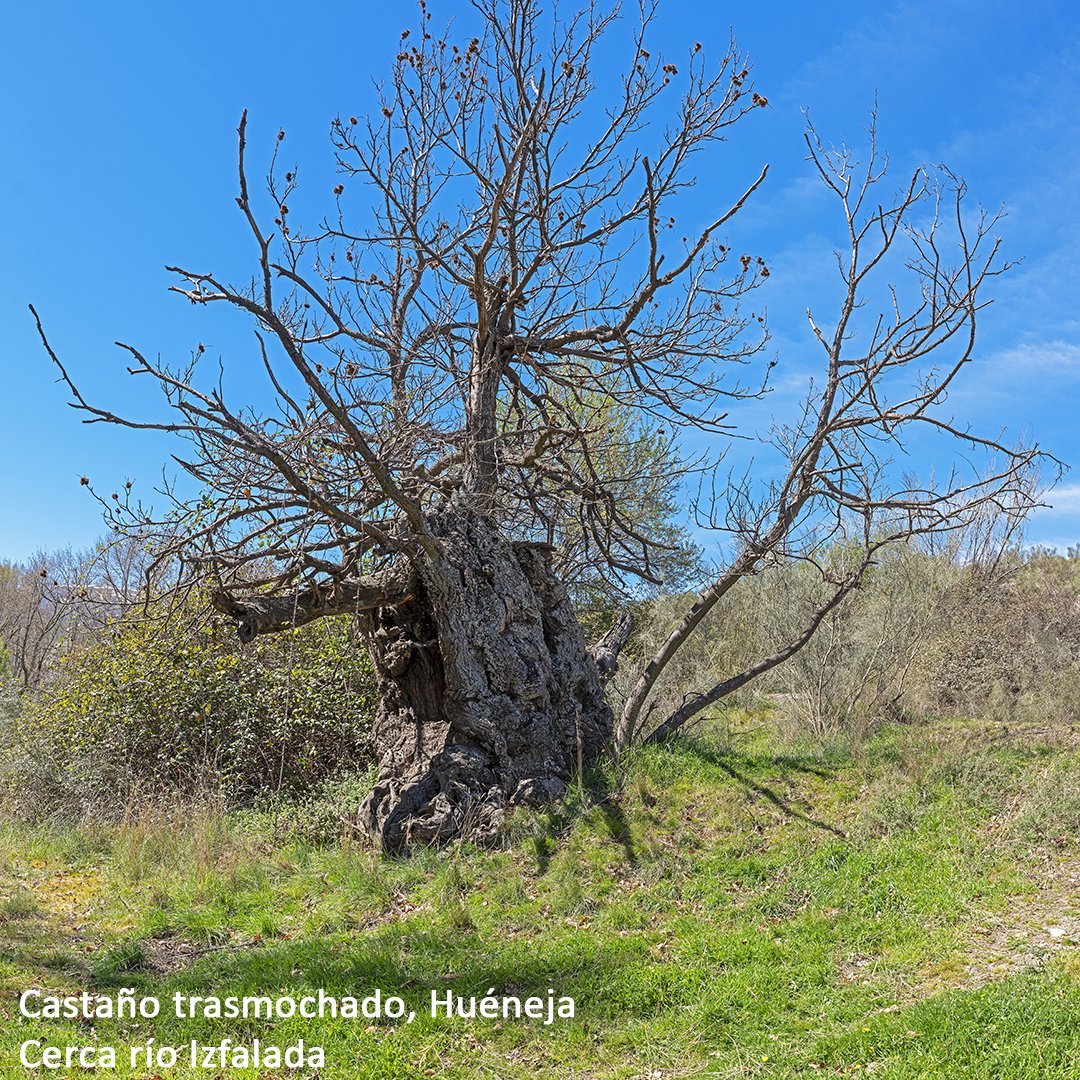 FundPepBonet's tweet photo. En las campañas de documentación de arbolado, en este caso trasmochos, por aprovechar solemos recoger 2 cm3 de arena de ríos cercanos. Por tener alguna información del suelo.
Casi siempre hay granos de arena que relucen como el oro, el "oro del tonto", sulfuro de hierro, FeS2 https://t.co/qvT9v3VRSz