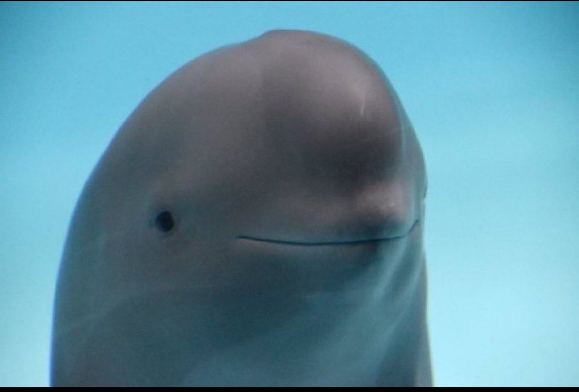 laurentducouteau tweet media