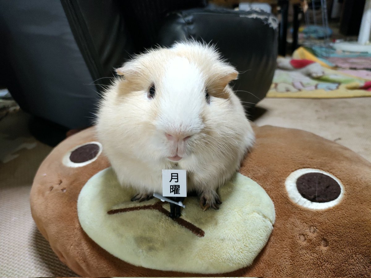 Festival of Pan tweet media