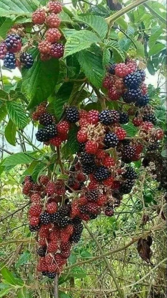 AgriTech tweet media