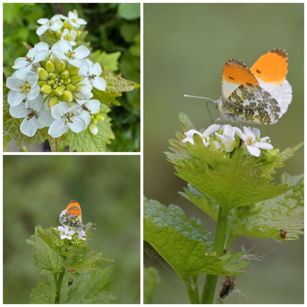 lancsgp's tweet image. Orange-tip Butterfly on Garlic Mustard #cabbagefamily #wildflowerhour #lancashire