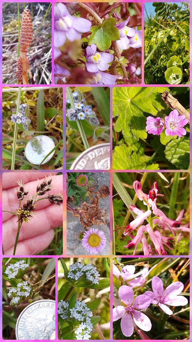 s4r4h_l's tweet photo. #Wildflowerhour from #StAnnes sand dunes yesterday. Horse tails, ivy leaved toadflax, spring beauty, the tiniest ever forget-me-nots, cranesbill, good Friday grass, seaside daisies, ramping fumitory, corn salad &amp; common stork's bill. @wildflower_hour @BSBIbotany @StAnnesTweetUp https://t.co/BzdHhc5WAh