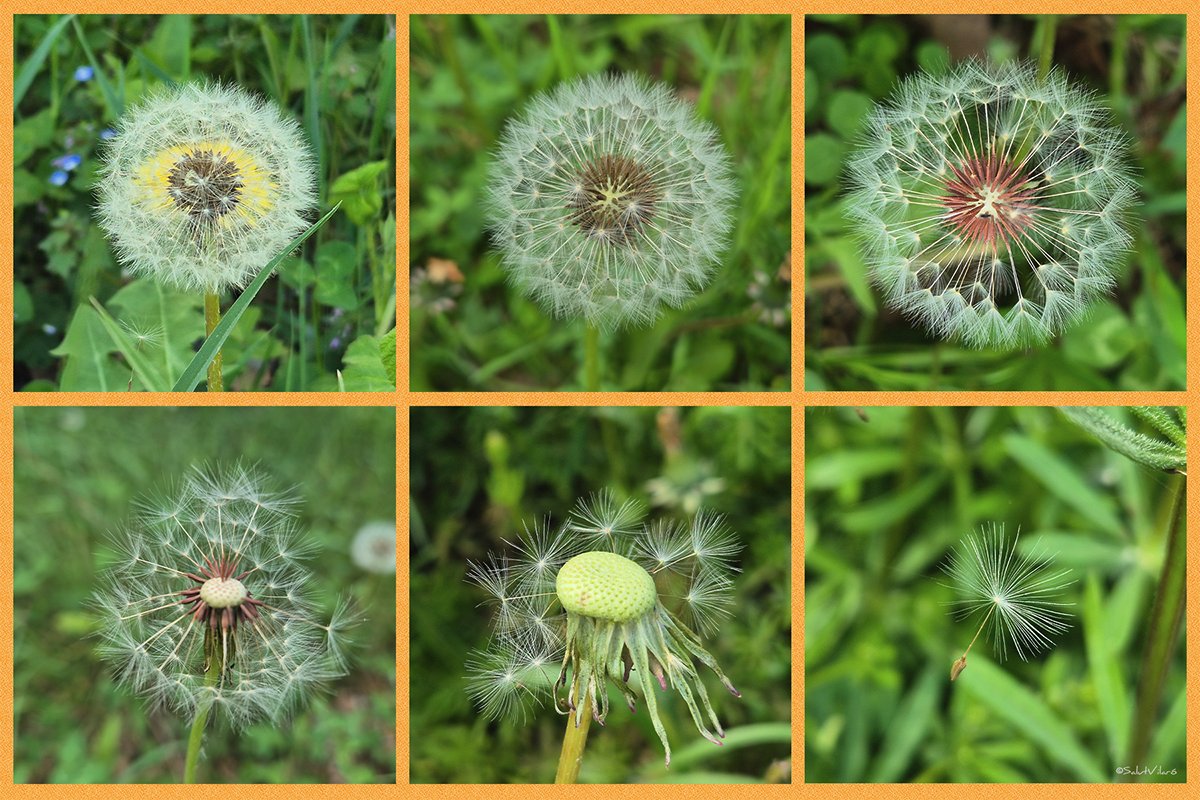 salutvilaro's tweet photo. Seqüència #dentdelleó #dandelion #pixallits #flors #primavera #floradecatalunya
https://t.co/H23wyeSK9D https://t.co/95QCKWcqej
