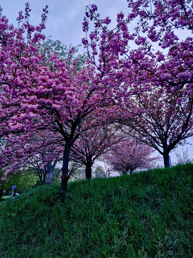 DJairportdisco's tweet photo. Spring photos. 
#spring #springinvienna #springphotos #eveningwalk #blossoms #april2026 #photooftheday #hopefully https://t.co/jVC9D8XA5O