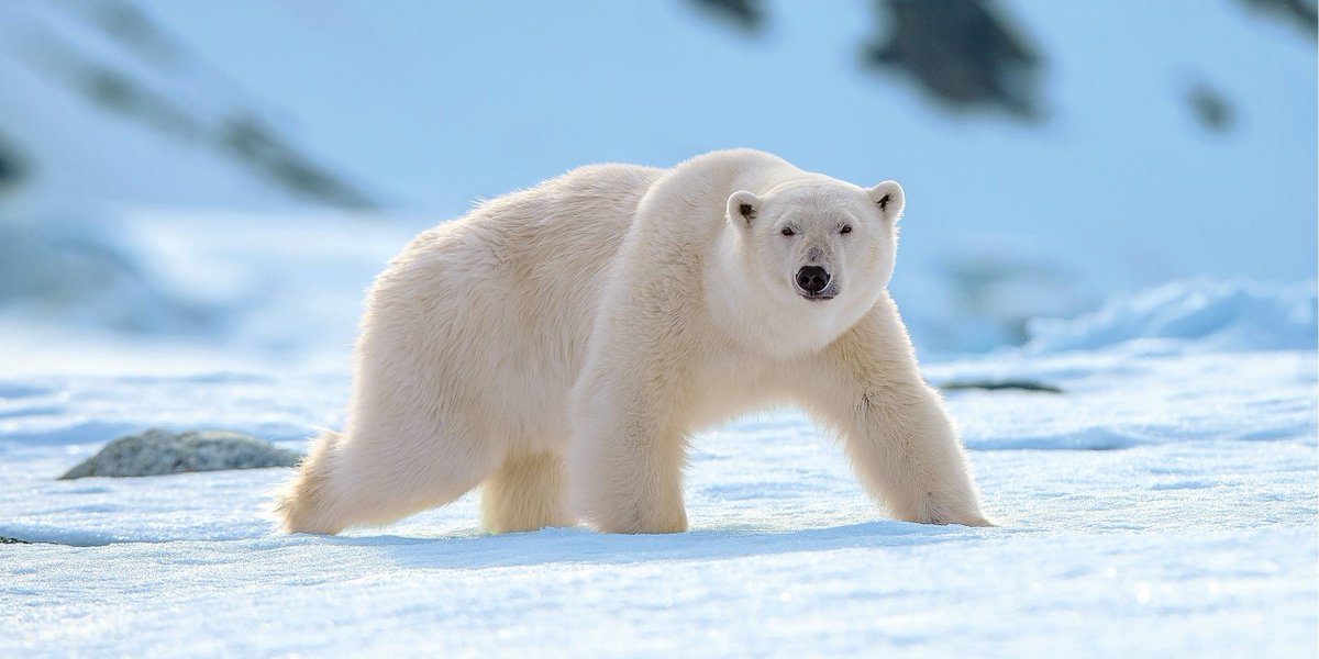 cramanager's tweet photo. Scientists discover first Albino polar Bear  @NoobDecentral @shaneheartwin @woogee @CryptoTRUTHiCAN @tigerCryptoG0d 

Support him: 0xe1da752fa09a4f469ce559fb2ec7fb33ad64346b https://t.co/JD0rtkocgX