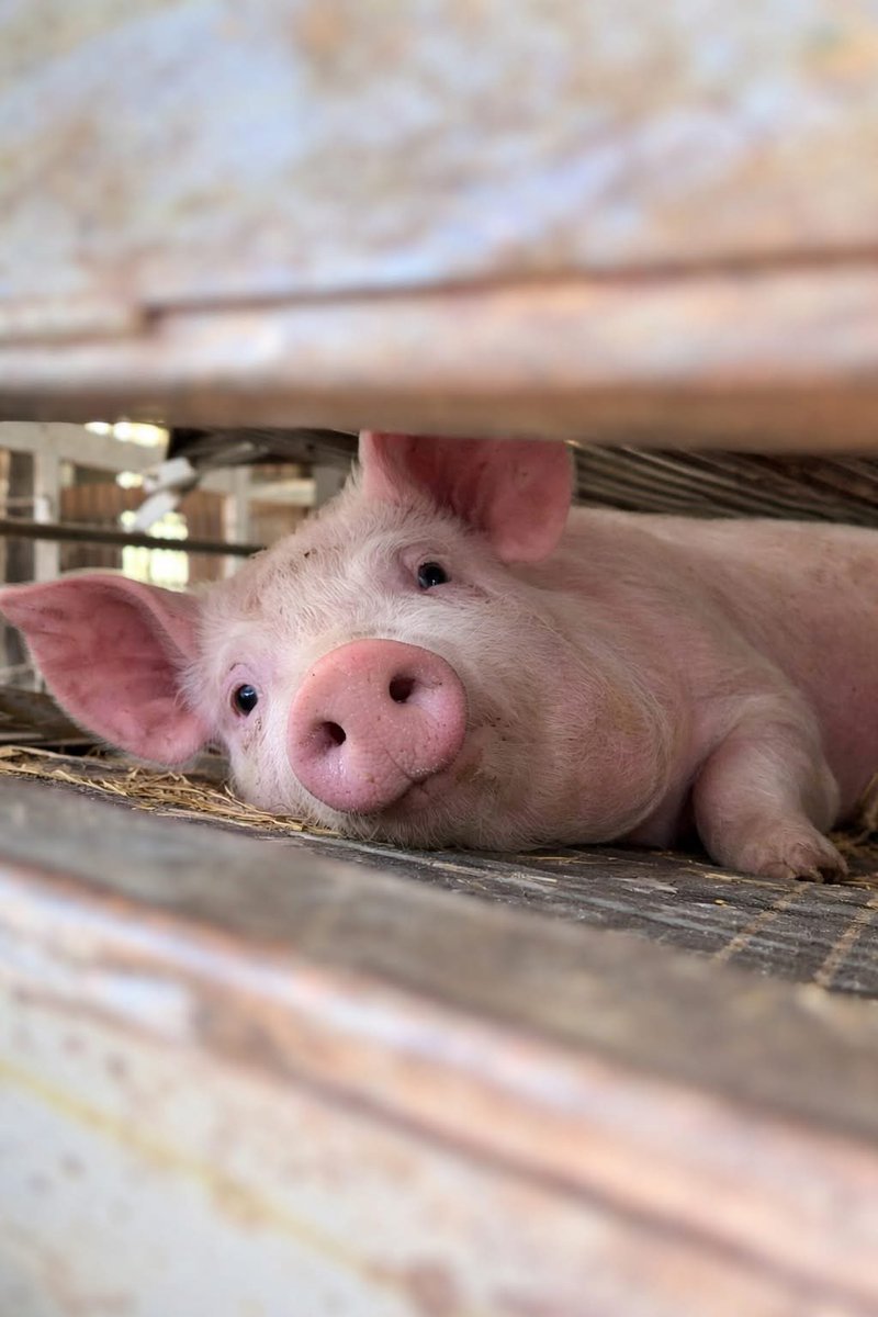 nasrene41's tweet image. #Vegan #PlantBased
Same eyes… same fear… just a different body. 💔🐖
Every life feels.