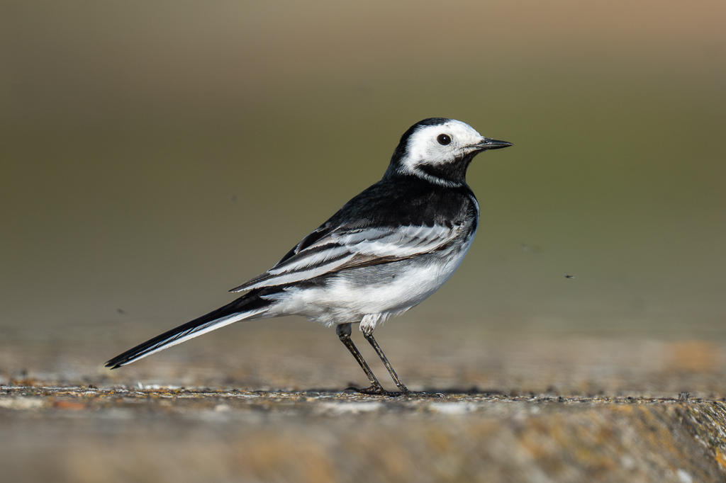 Steve Liptrot Photography tweet media
