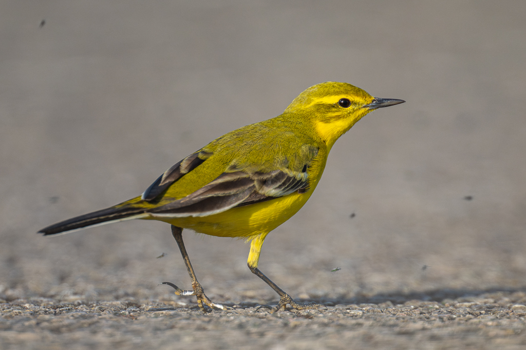 Steve Liptrot Photography tweet media