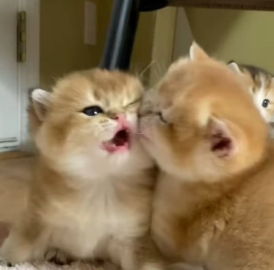 JuniorMark Trends tweet media