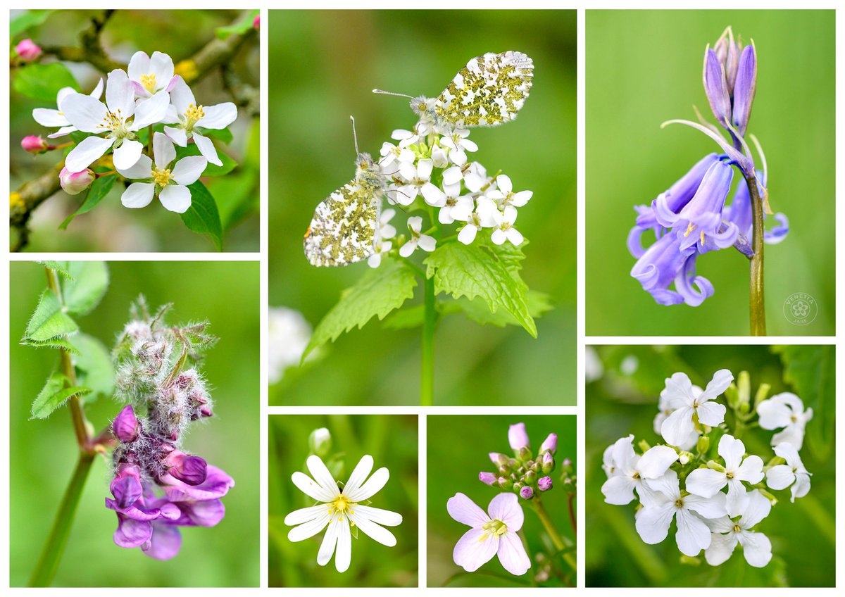 VenetiaJane's tweet photo. Wildflowers found on a beautiful spring walk this afternoon: crab apple blossom, hedge garlic with two orange-tip butterflies, bluebell, vetch, greater stitchwort, cuckoo flower &amp; white honesty. Hedge garlic, honesty &amp; cuckoo flower are all in the #CabbageFamily. #WildflowerHour https://t.co/zcf9R4CiuJ