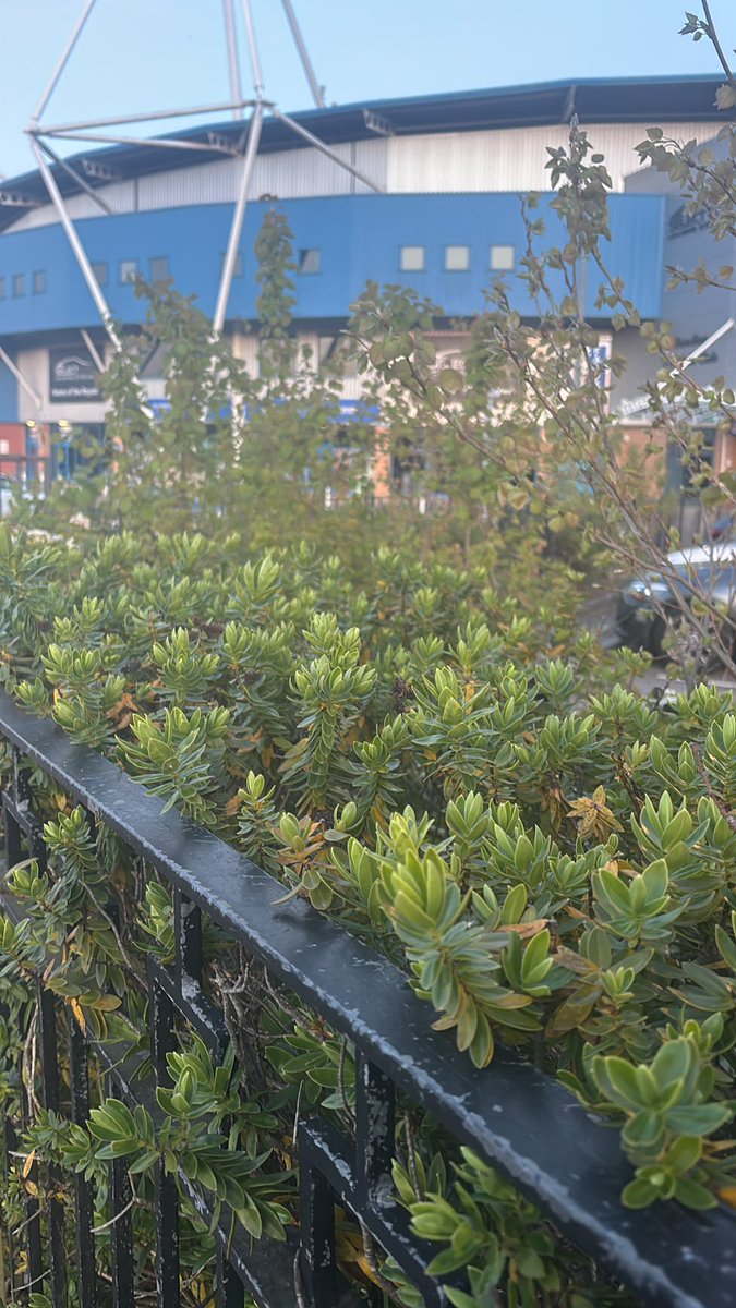 ronniemac93's tweet image. Bring back Bushwatch 😂😂 #readingfc