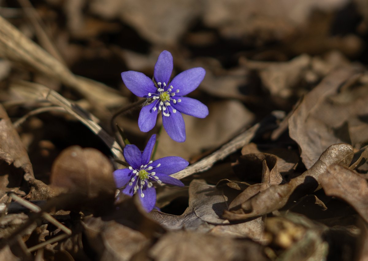 DorteHedengran's tweet image. The last blue anemones for this season🌺

#Denmark #April19th #Nature #Photooftheday #SundayVibes #SundayMorning #Flowers #anemones 

📸Dorte Hedengran