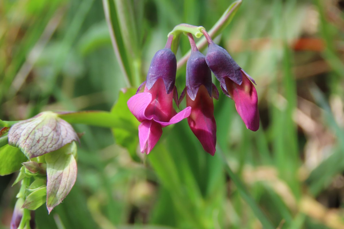 donnarainey4's tweet image. The charming Bitter-vetch on a road verge. #wildflowerhour