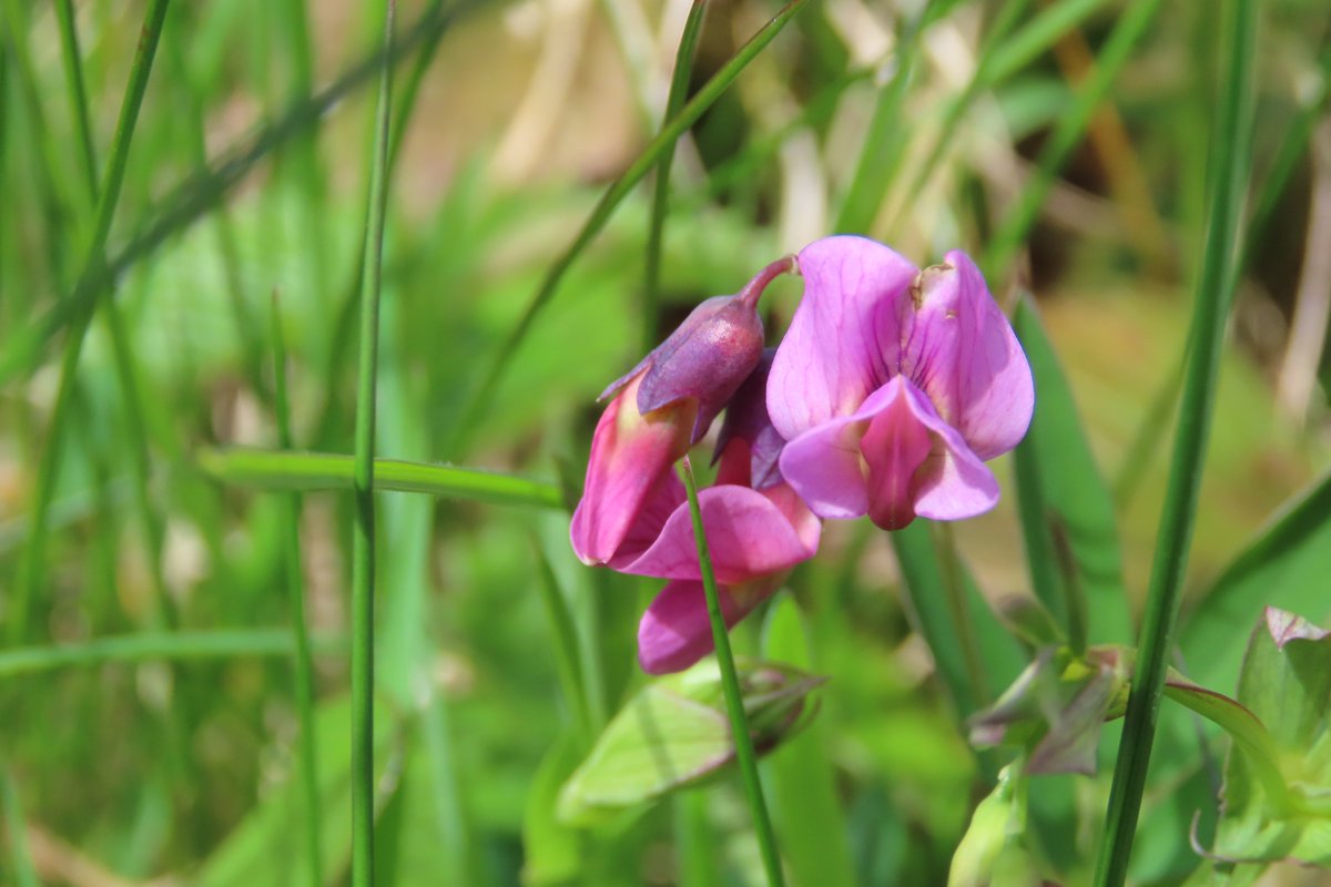 donnarainey4's tweet image. The charming Bitter-vetch on a road verge. #wildflowerhour