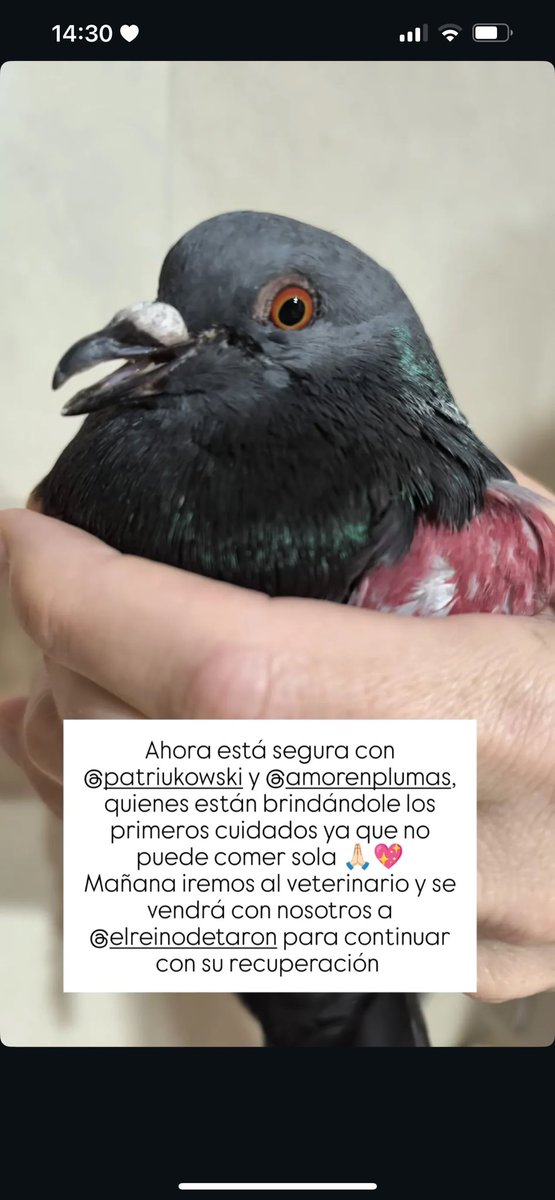 kony 𓂋🪽ྀི ‧₊ tweet media