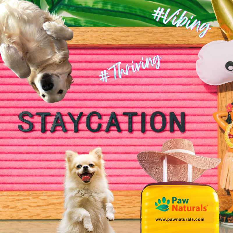 Paw_Naturals's tweet image. Stay-cation mode: ON 🛏️✈️ #Vibing &amp;amp; #Thriving with my favorite #Fur #Babies by my side. Cozy days, wagging #tails, soft purrs, &amp;amp; #Treats like #pig or #rabbit ears turning the living room into our own little getaway. Home is where the paw prints are🐾🏡 bit.ly/4smtecB