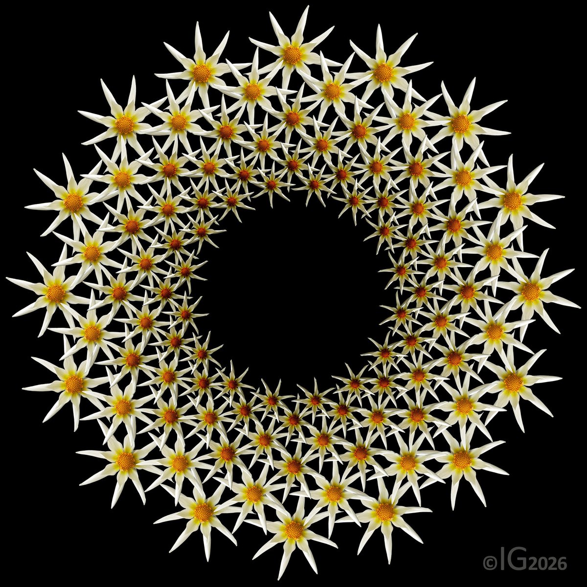 honichmilk's tweet image. Weekly wreath No. 112   
Dahlia Honka 
#Flowerart #digitalart #FlowersOnX #Blumen #photoshop