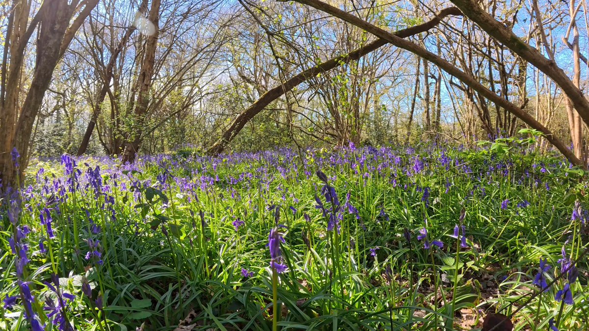 walks_camera's tweet image. New Video: A colourful walk between oak trees and enjoy a carpet of bluebell flowers in an English spring woodland. #trees #woodland #treeclub #mindfulness

youtu.be/DDnohyMm74Y