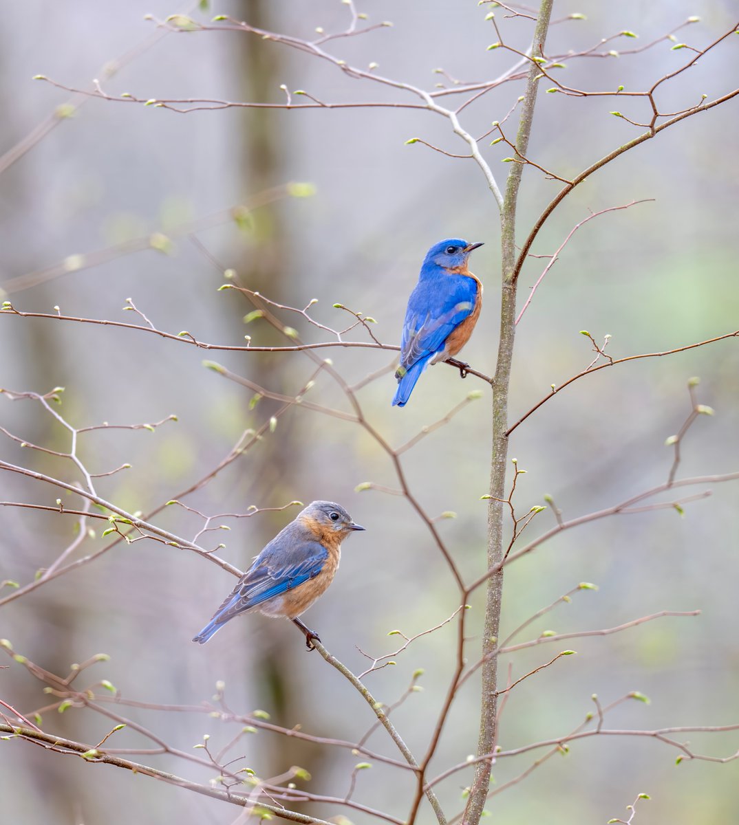 Jocelyn Anderson Photography tweet media