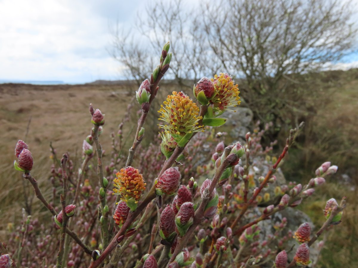 _Stickybeak's tweet image. Creeping Willow also flowering now, attracting Heath Bumblebees and others. This patch was particularly vibrant with striking rainbow colours #WildflowerHour