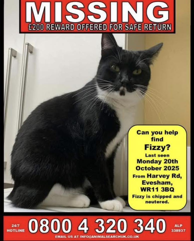 The_Animal_Team's tweet photo. #stolendoghour FIZZY is chipped & neutered & there is a cash reward for his safe return. His last known location was Weir Meadow Holiday & Touring Park in #Bengeworth #Evesham #Worcs. He’s suspected to have been accidentally transported in a vehicle, as he was very friendly, known to enter vehicles & homes, & would approach strangers. He could be anywhere now. 😭Fizzy is tuxedo patterned with pure white back legs up to the hips, white lipstick marking on top lip & very distinctive 'goatee beard' marking on chin. https://t.co/48vZJ5yaw1 #MissingCat #LostCat #Cats #CatsOfTwitter