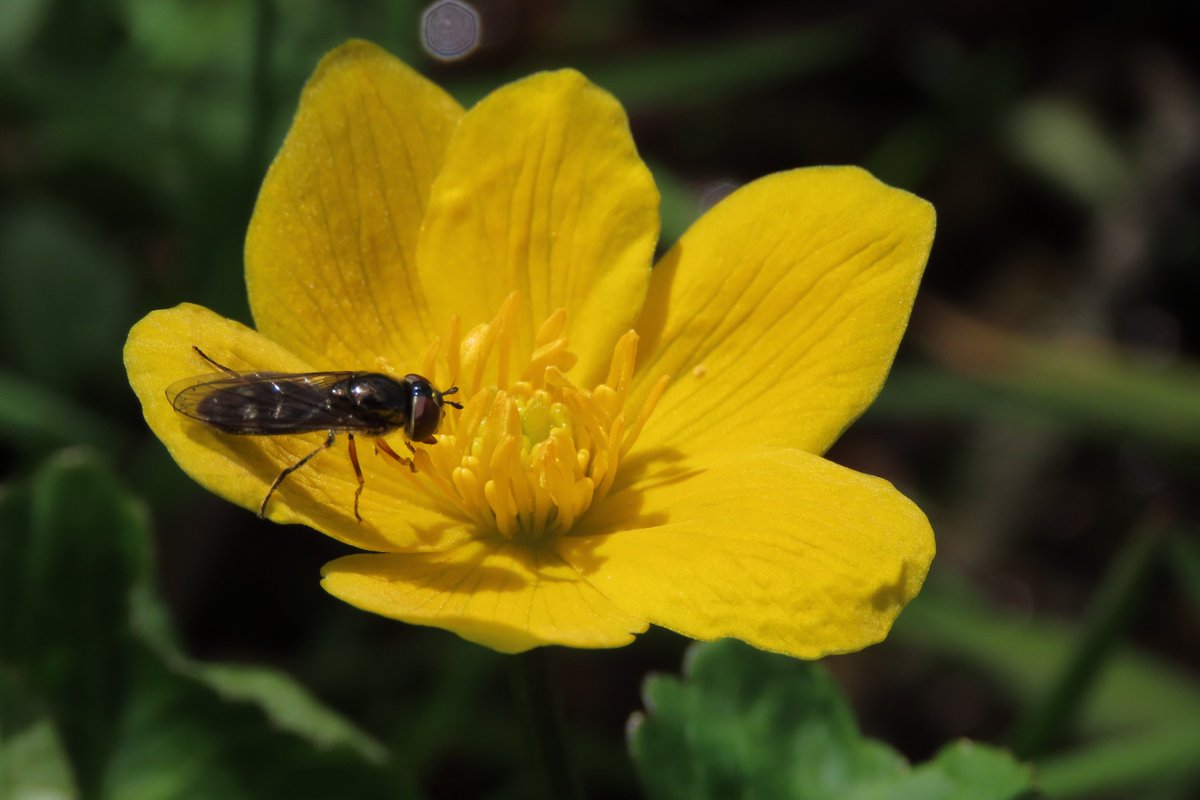 donnarainey4's tweet image. Marsh marigolds popular with #pollinators #wildflowerhour