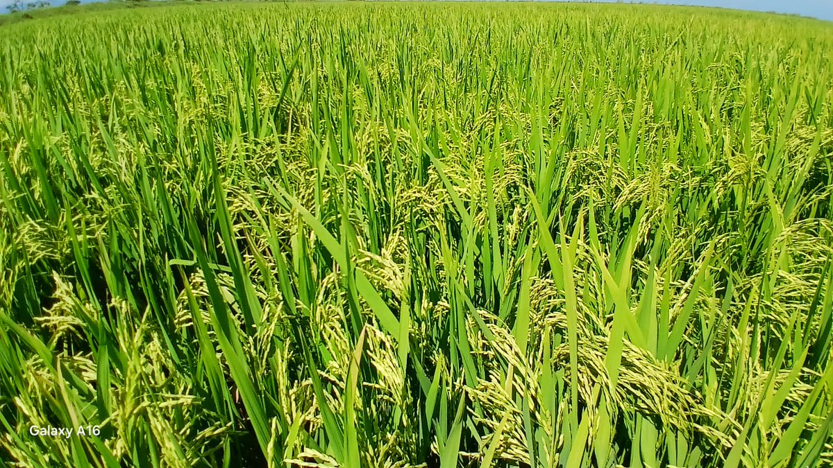 PresidenteYara's tweet image. La Primera Secretaria del Partido de la #ProvinciaGranma, @BarceloOrt92635 y la Gobernadora @YanetsyTerry acompañadas por las principales autoridades políticas y gubernamentales del municipio #Yara, realizan este #Domingo un recorrido por el programa arrocero.