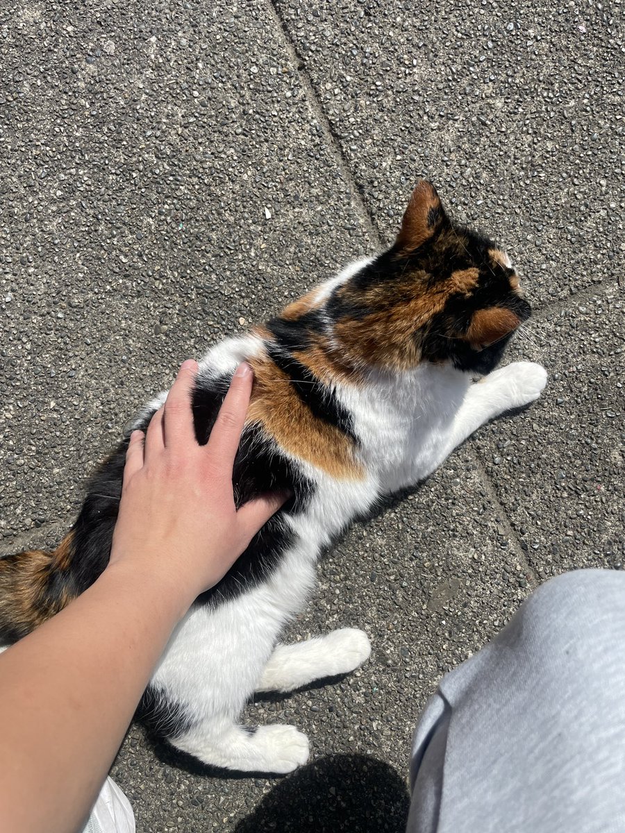 Neighborhood cat