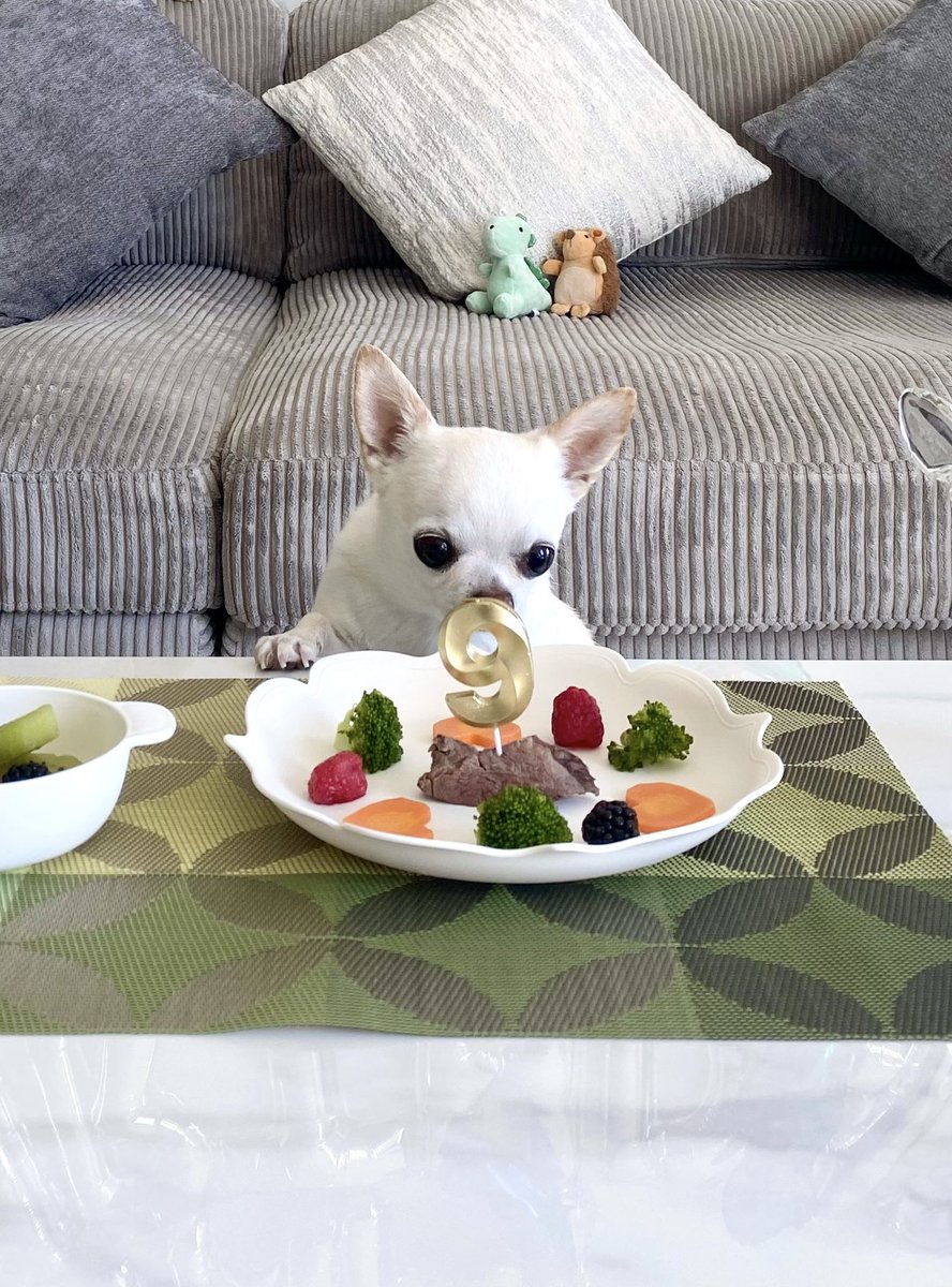 mintalo07221's tweet image. NG集🎬 
①9が気になる
②とどかない
③もうええでしょう
④居ないようで居ます
#dinosaur 
#いろんなディノ