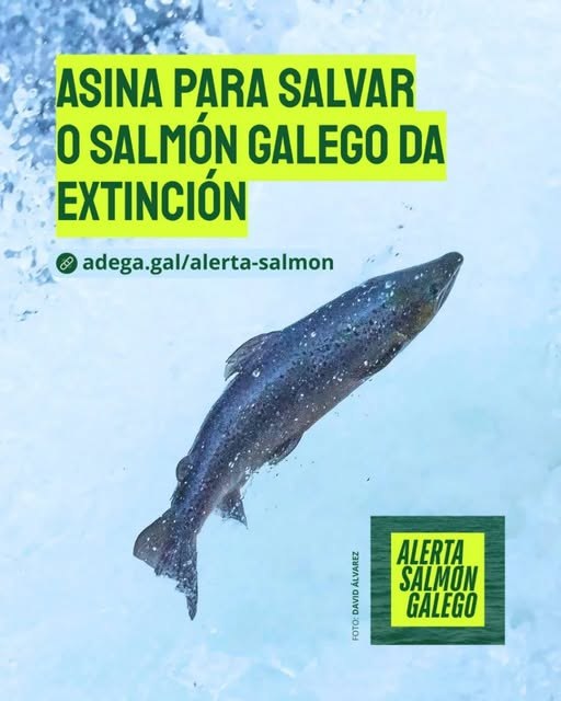 PedrasGalladas's tweet photo. 🐟O salmón galego está ao bordo da desaparición. É unha xoia natural que deberíamos de protexer!
Dende as Pedras Galladas unímonos a @ADEGAgz   e asinamos e pedímosvos que asinedes para que a Xunta o declare en perigo de extinción  https://t.co/wwtUdwMKGb
COMPARTE! https://t.co/Dkx3eyIJu0