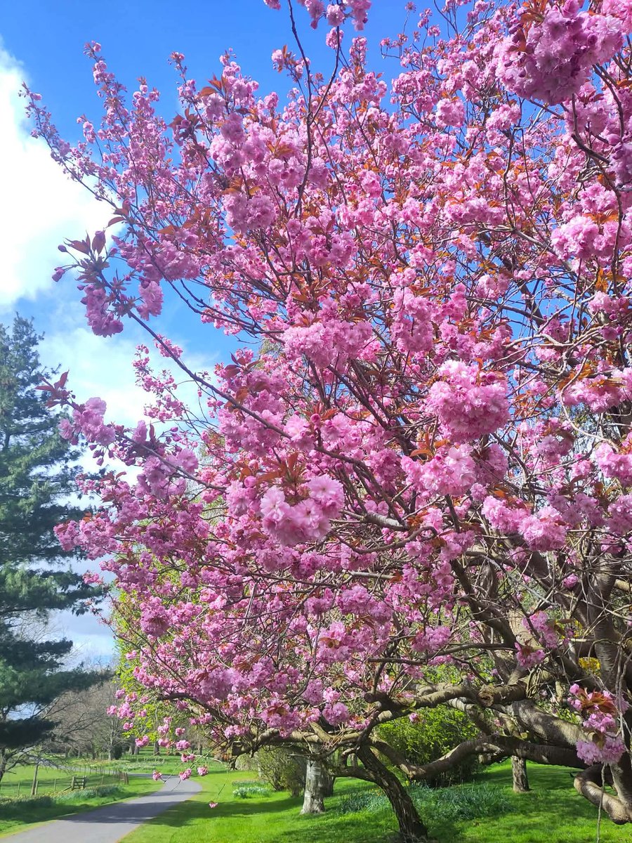 AWilsonmhealth's tweet image. A beautiful walk with our daughter in law at The Hirsel, Coldstream 🏴󠁧󠁢󠁳󠁣󠁴󠁿

Cherry blossoms blooming and Highland Coos having an exceptionally good scratch!

#treeclub #nature #farming #Scotland #walking #Sunday