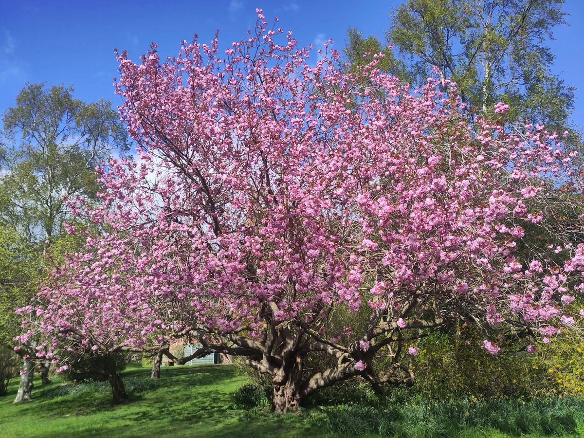 AWilsonmhealth's tweet image. A beautiful walk with our daughter in law at The Hirsel, Coldstream 🏴󠁧󠁢󠁳󠁣󠁴󠁿

Cherry blossoms blooming and Highland Coos having an exceptionally good scratch!

#treeclub #nature #farming #Scotland #walking #Sunday