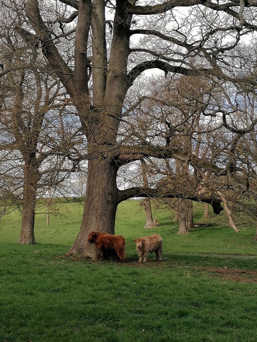 AWilsonmhealth's tweet image. A beautiful walk with our daughter in law at The Hirsel, Coldstream 🏴󠁧󠁢󠁳󠁣󠁴󠁿

Cherry blossoms blooming and Highland Coos having an exceptionally good scratch!

#treeclub #nature #farming #Scotland #walking #Sunday