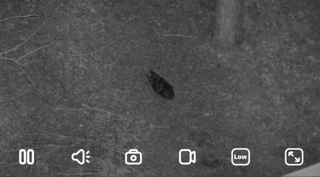 Tuittupää XII tweet media