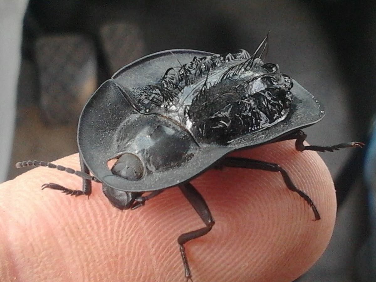 elea-norea 🜍 tweet media